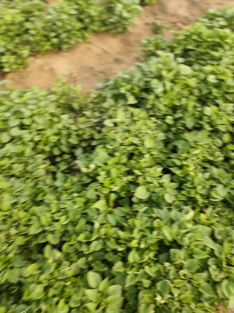 山东邹城，高淀粉济薯25苗，欢迎新老客户选购！