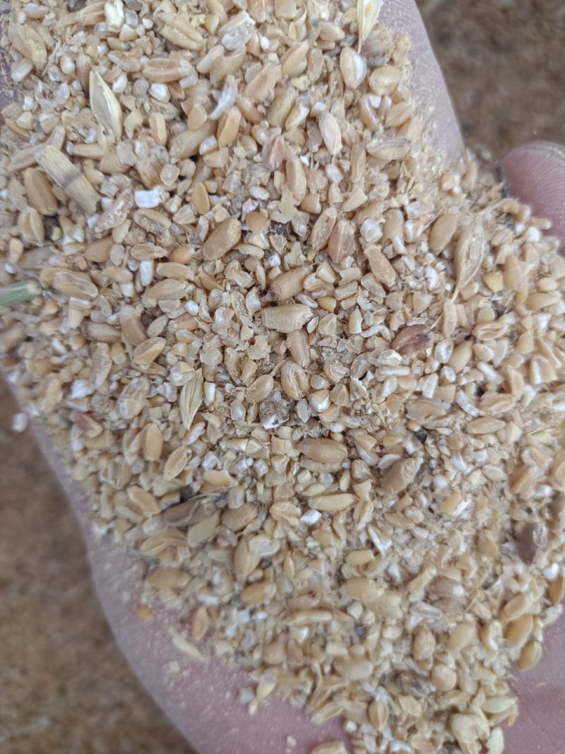 碎小麦，适合鸡鸭鹅猪牛羊养殖使用。质量保证。