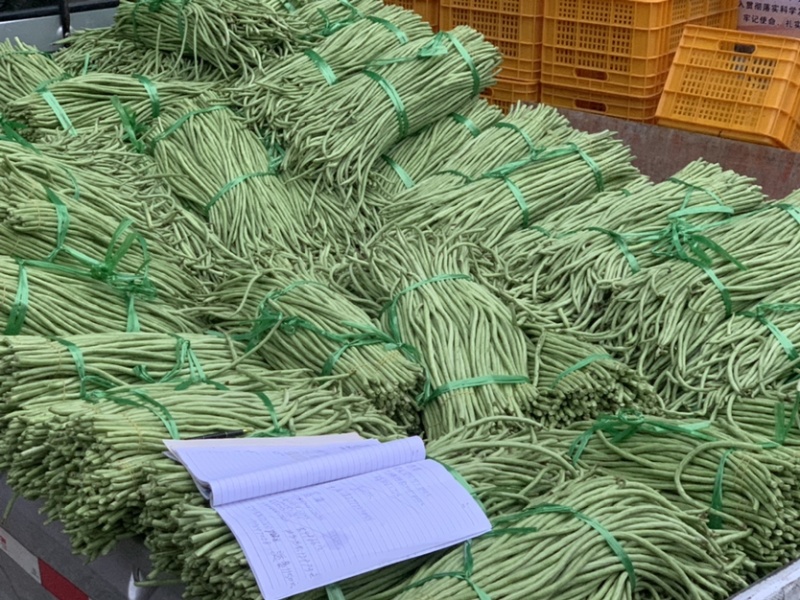 广西玉林市博白县博白镇青豆角现有长豆角大量上市！