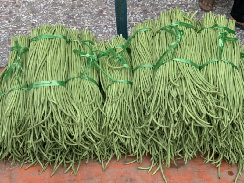 广西玉林市博白县博白镇青豆角现有长豆角大量上市！