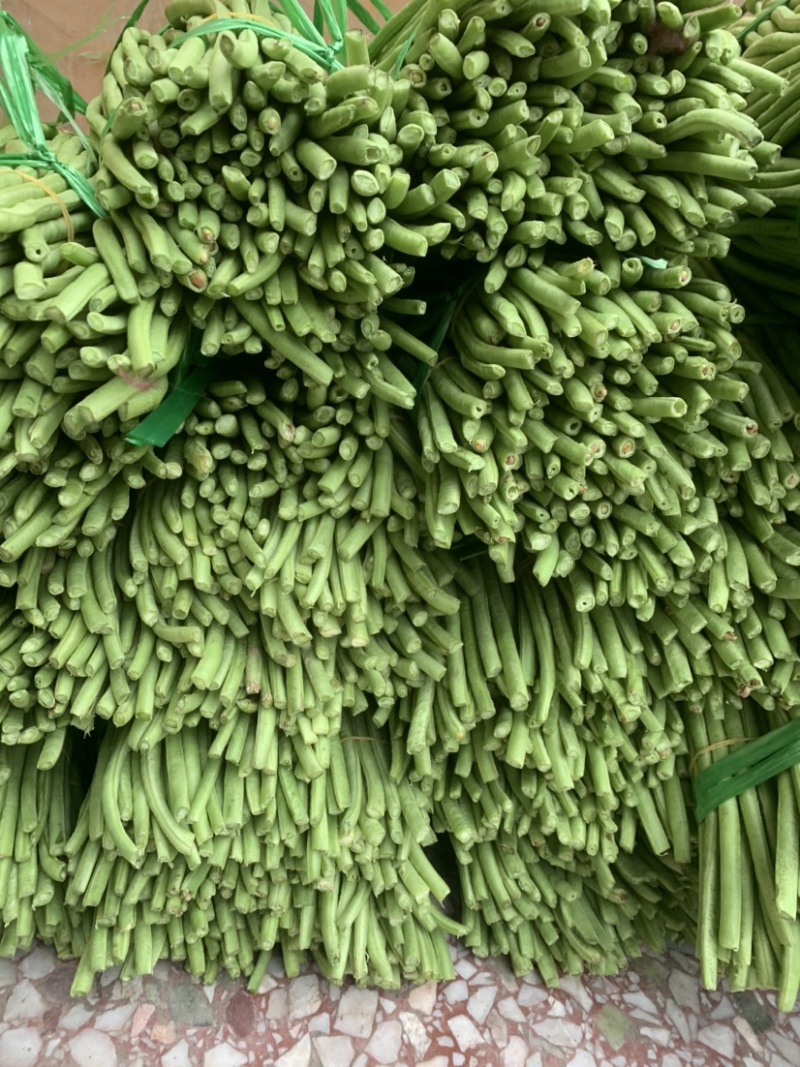 广西玉林市博白县博白镇青豆角现有长豆角大量上市！