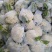 产地青梗花菜还供应各种季节性蔬菜自由市场