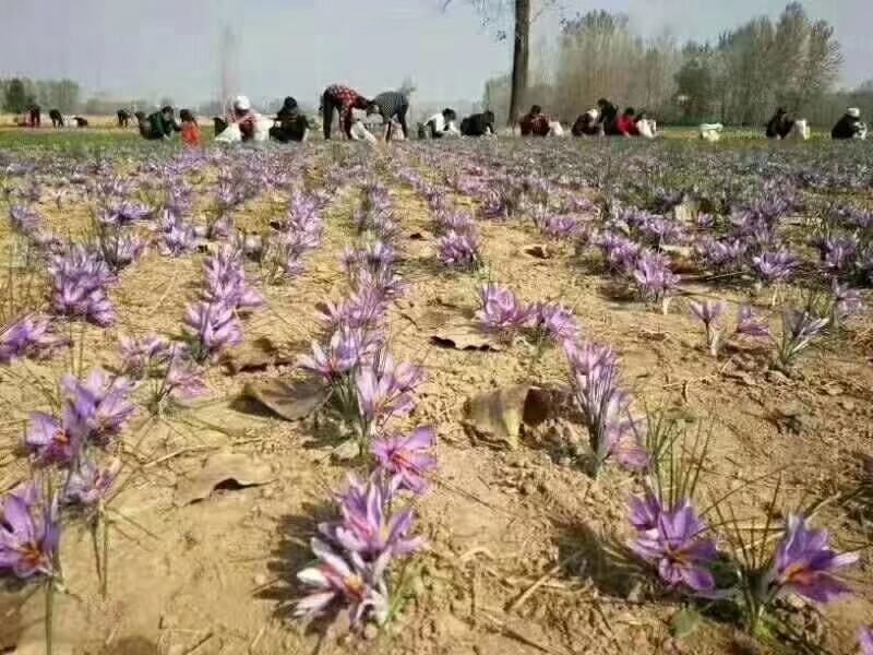 国产藏红花种球招种植合伙人包教种植,管理,采摘,烘干技术