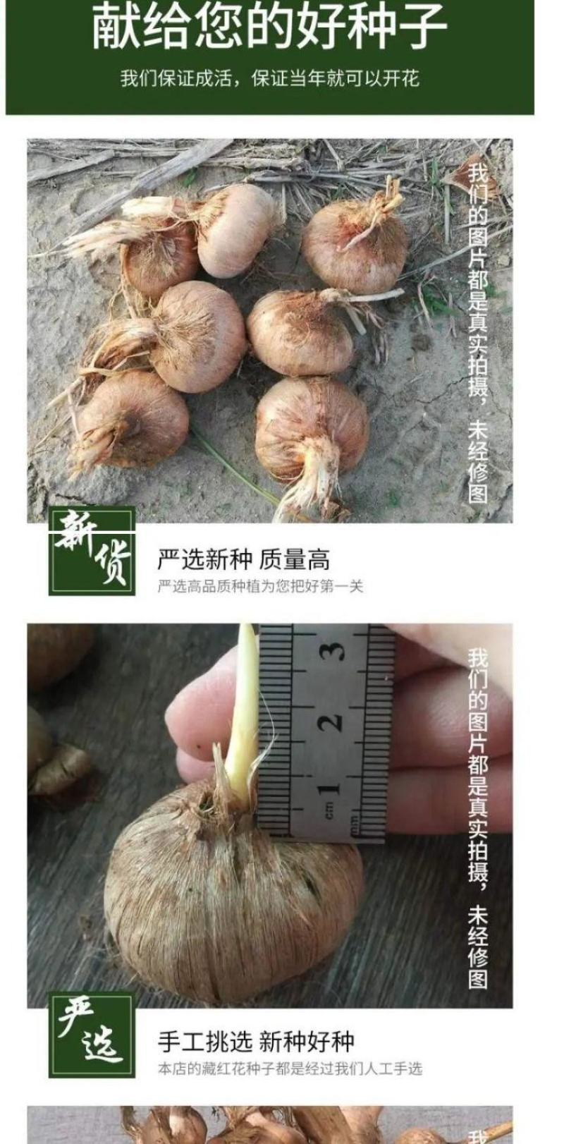 国产藏红花种球招种植合伙人包教种植,管理,采摘,烘干技术