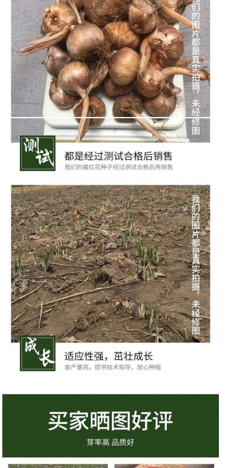 国产藏红花种球招种植合伙人包教种植,管理,采摘,烘干技术