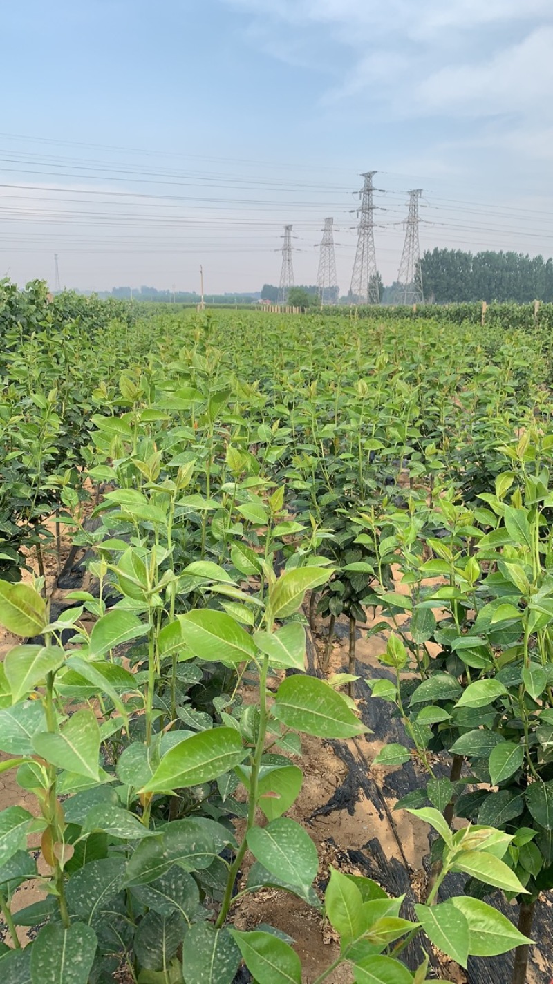 营养杯葡萄苗需要的可以联系品种齐全质量保证