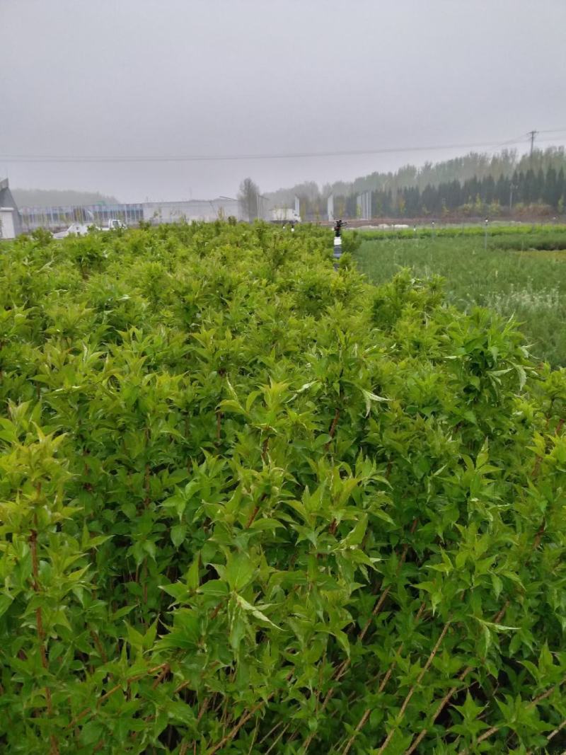 精品红王子锦带大量有货，基地直发直销，欢迎各位老板致电洽