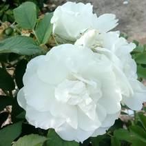 白玫瑰四季玫瑰紫枝玫瑰丰花一号玫瑰