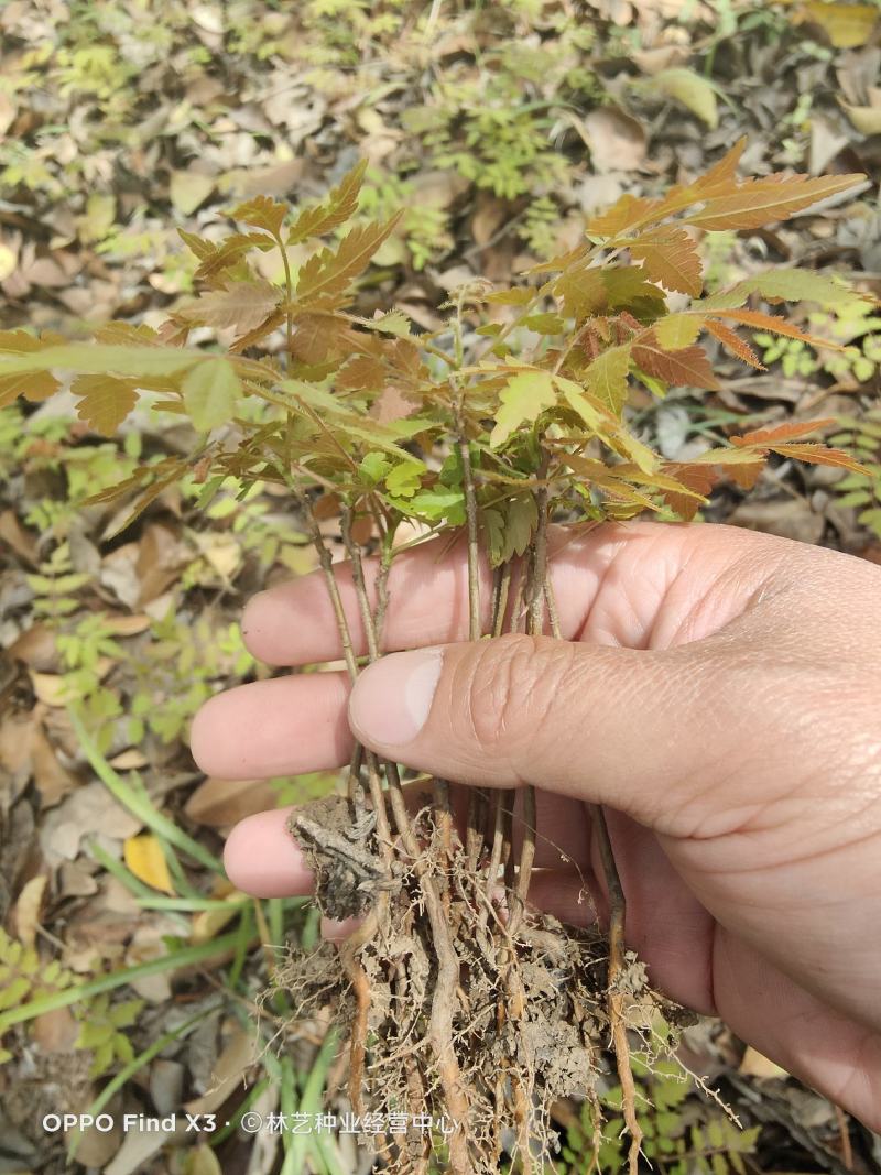 栾树小苗黄山栾树大树苗庭院风景树苗绿化苗占地拆迁苗南