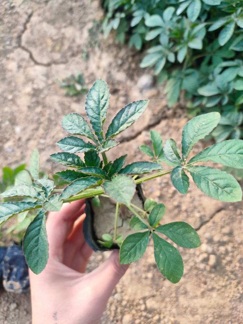 精品醉蝶花大量上市，基地直发直销，欢迎各位老板致电！