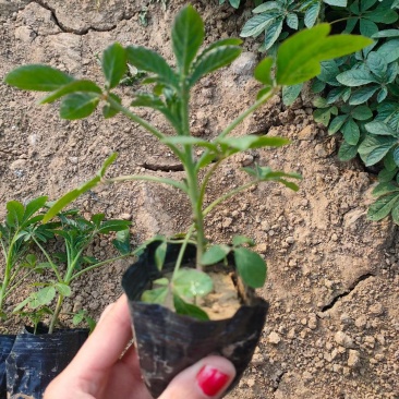 精品醉蝶花大量上市，基地直发直销，欢迎各位老板致电！