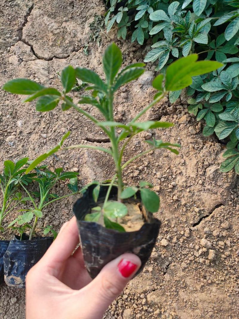 精品醉蝶花大量上市，基地直发直销，欢迎各位老板致电！