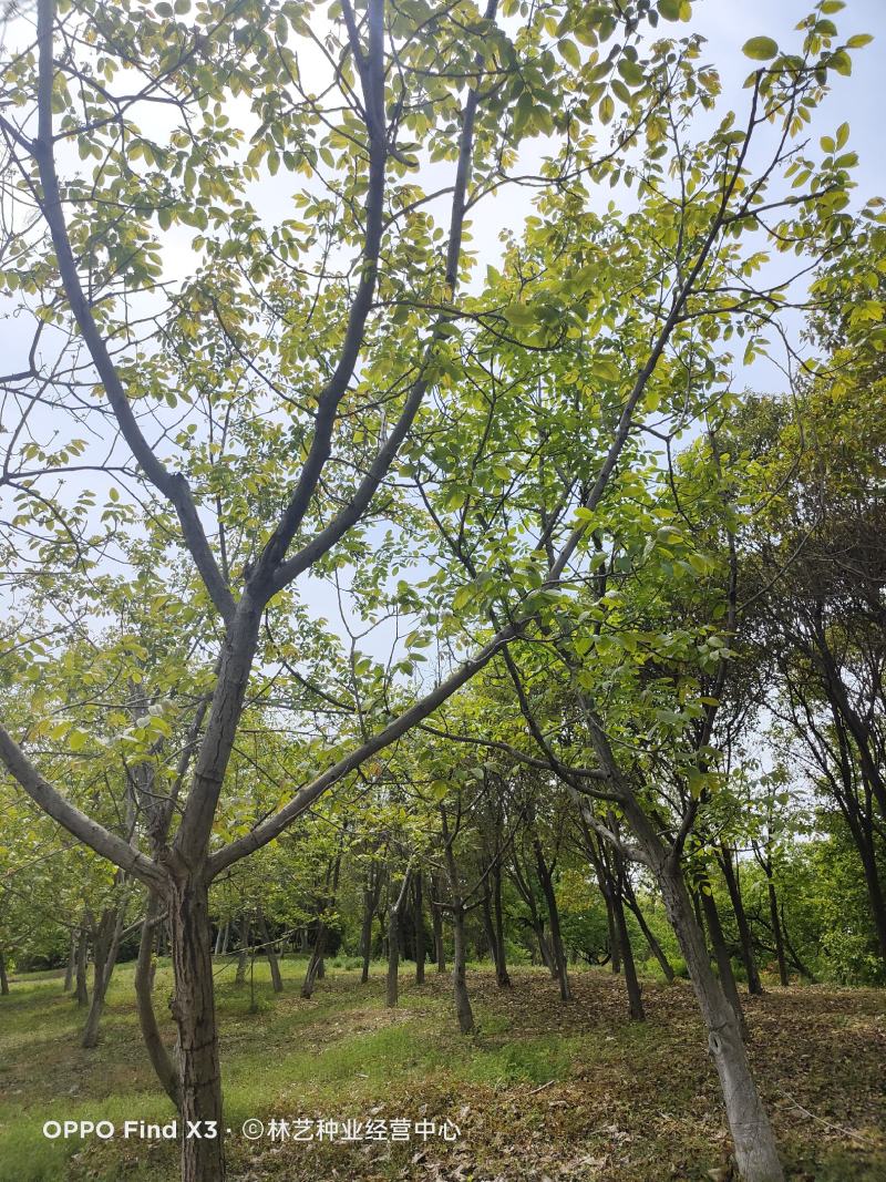 栾树小苗黄山栾树大树苗庭院风景树苗绿化苗占地拆迁苗南