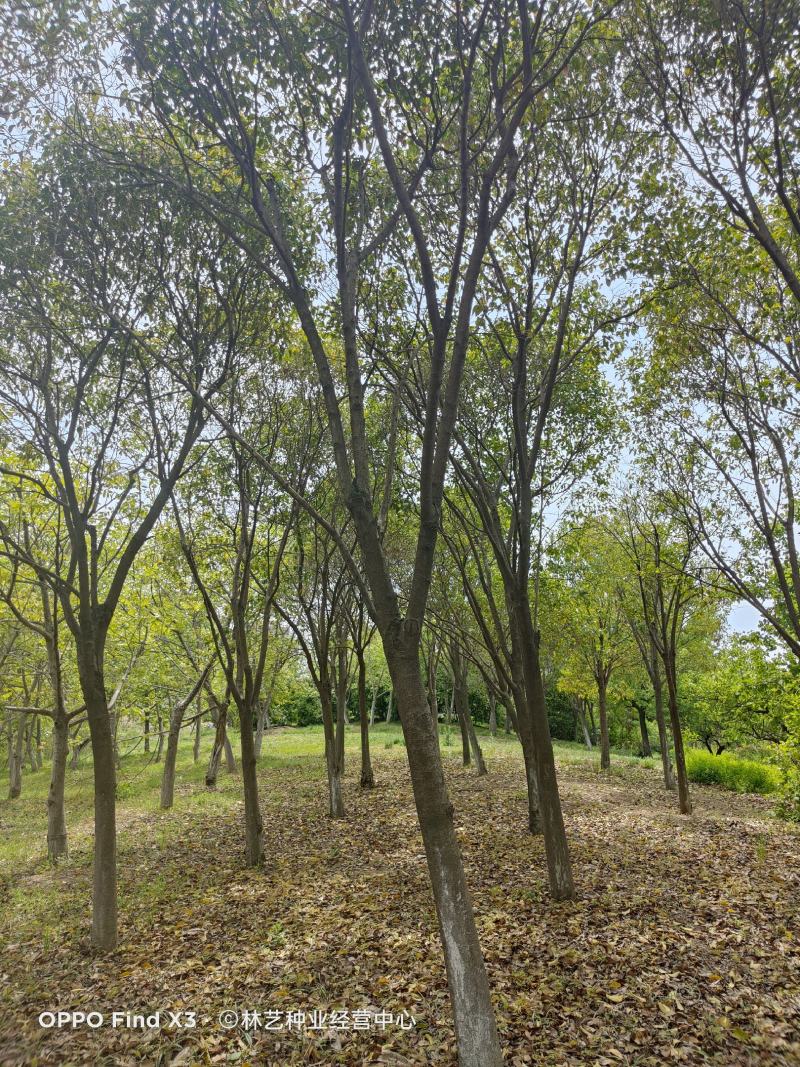栾树小苗黄山栾树大树苗庭院风景树苗绿化苗占地拆迁苗南