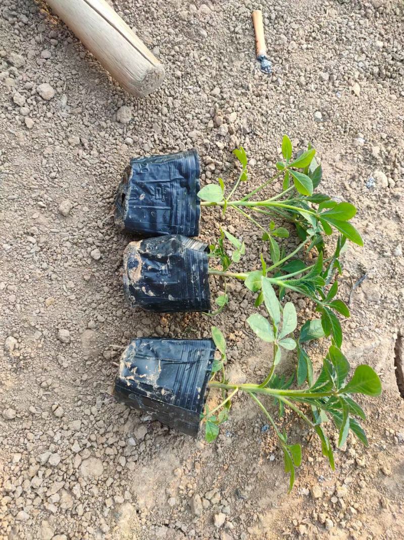 精品醉蝶花大量上市，基地直发直销，欢迎各位老板致电！