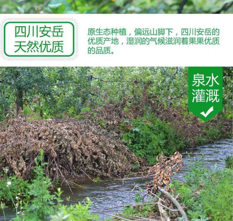 【一件代发】四川安岳柠檬当季水果果园现摘现发整箱包邮