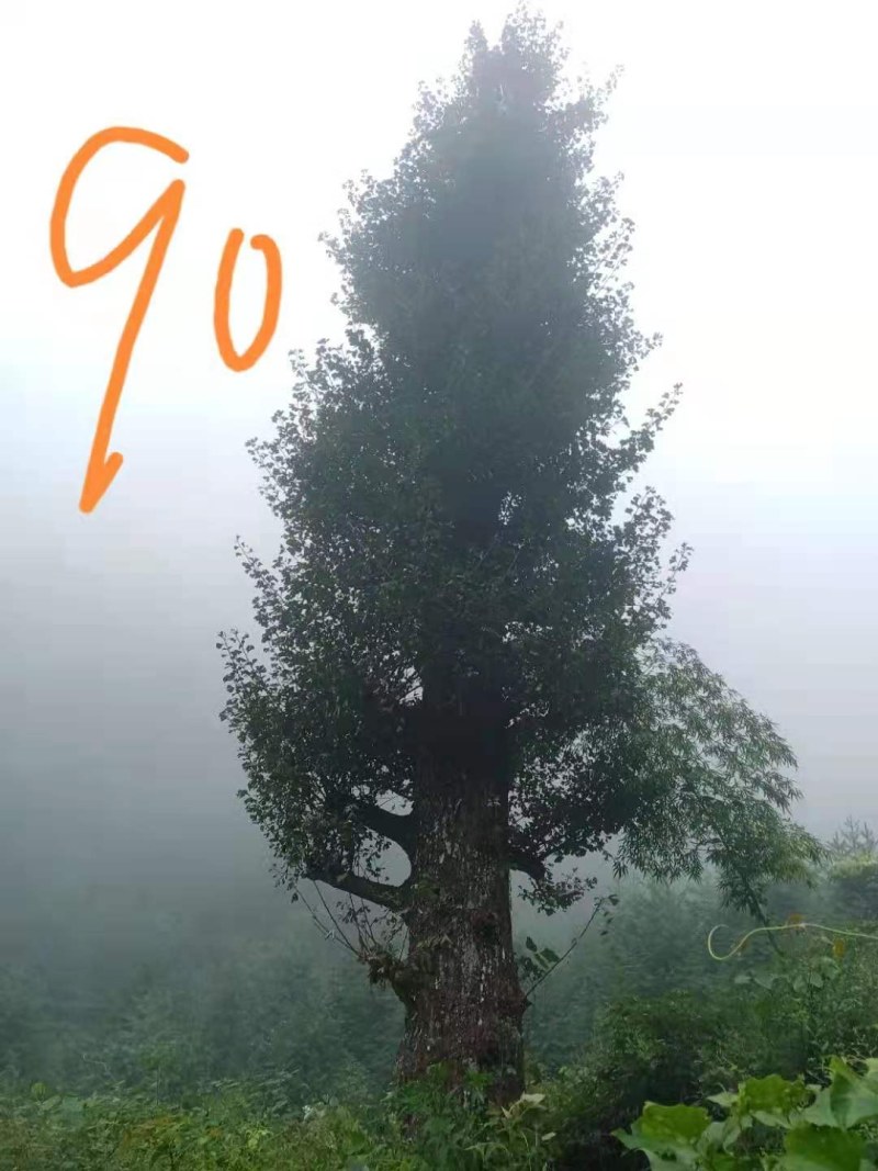 80-110公分银杏树，单双杆长期供应！随时可起树！
