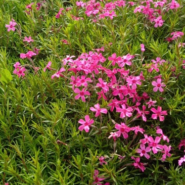 福禄考，芝樱
