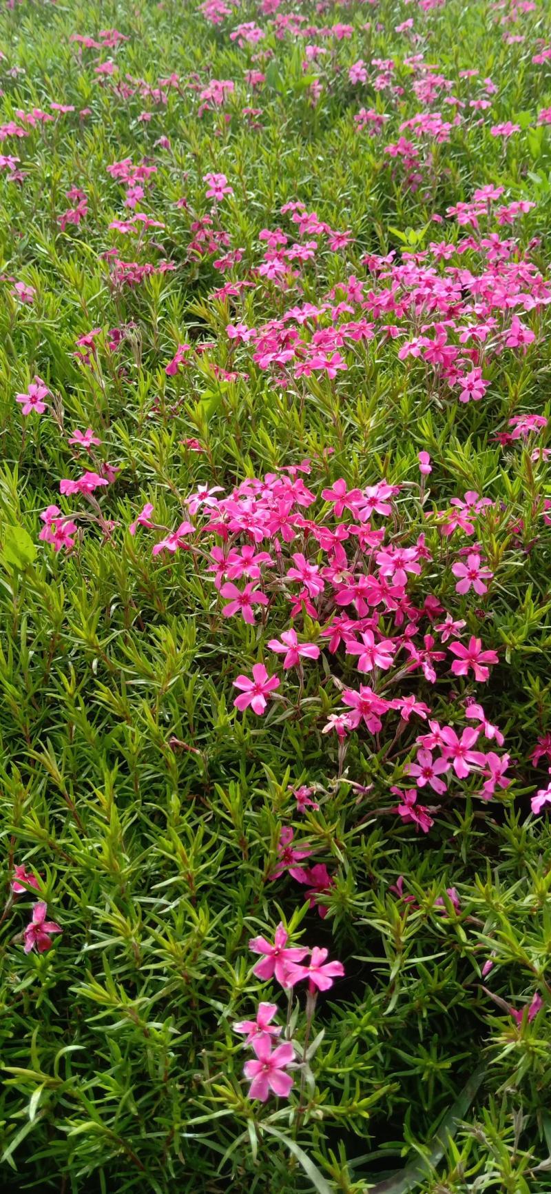 福禄考，芝樱