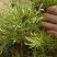 福禄考，芝樱