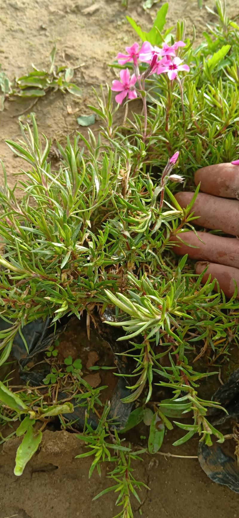 福禄考，芝樱