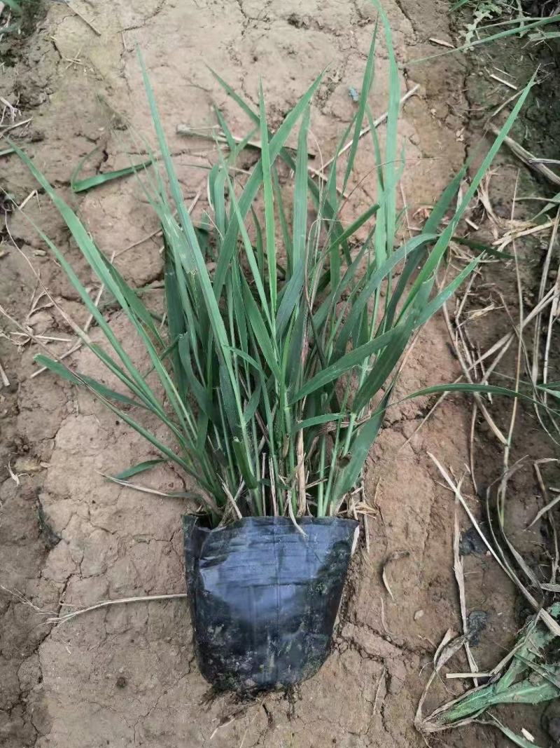 精品画眉草大量上市，基地直发直销，欢迎各位老板致电！