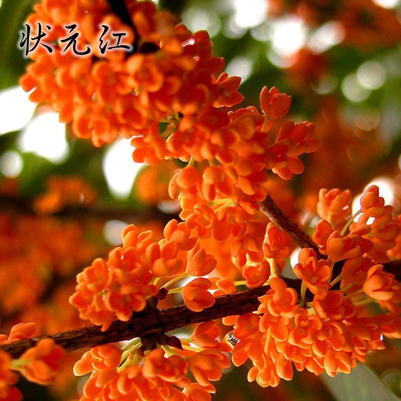 嫁接桂花盆栽地栽浓香型花卉庭院阳台绿化耐寒植物