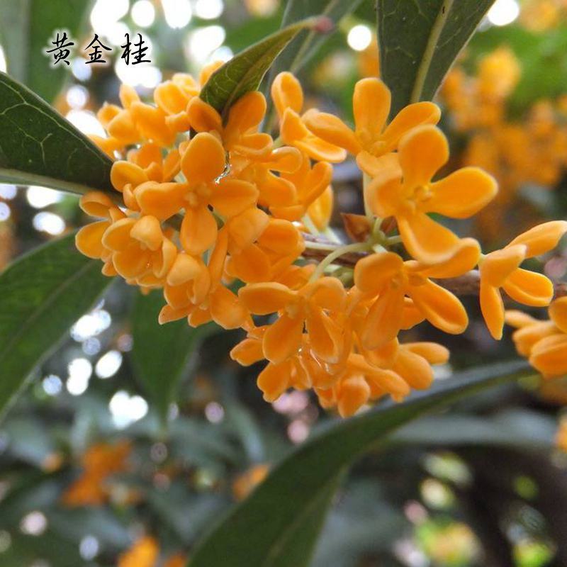嫁接桂花盆栽地栽浓香型花卉庭院阳台绿化耐寒植物