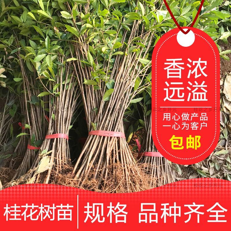 嫁接桂花盆栽地栽浓香型花卉庭院阳台绿化耐寒植物