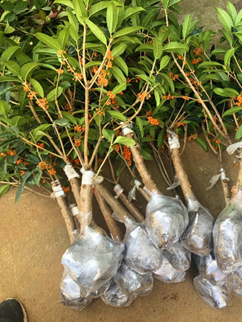 嫁接桂花盆栽地栽浓香型花卉庭院阳台绿化耐寒植物