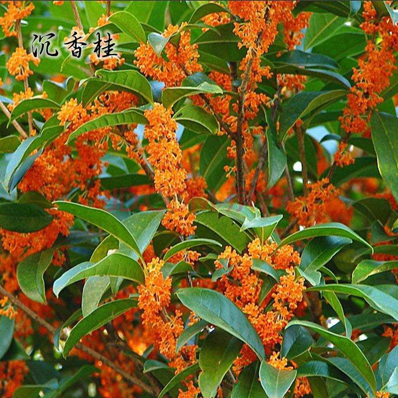 嫁接桂花盆栽地栽浓香型花卉庭院阳台绿化耐寒植物