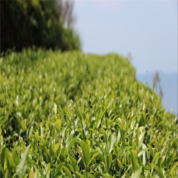 供应金牡丹茶苗新品种茶苗金牡丹茶苗