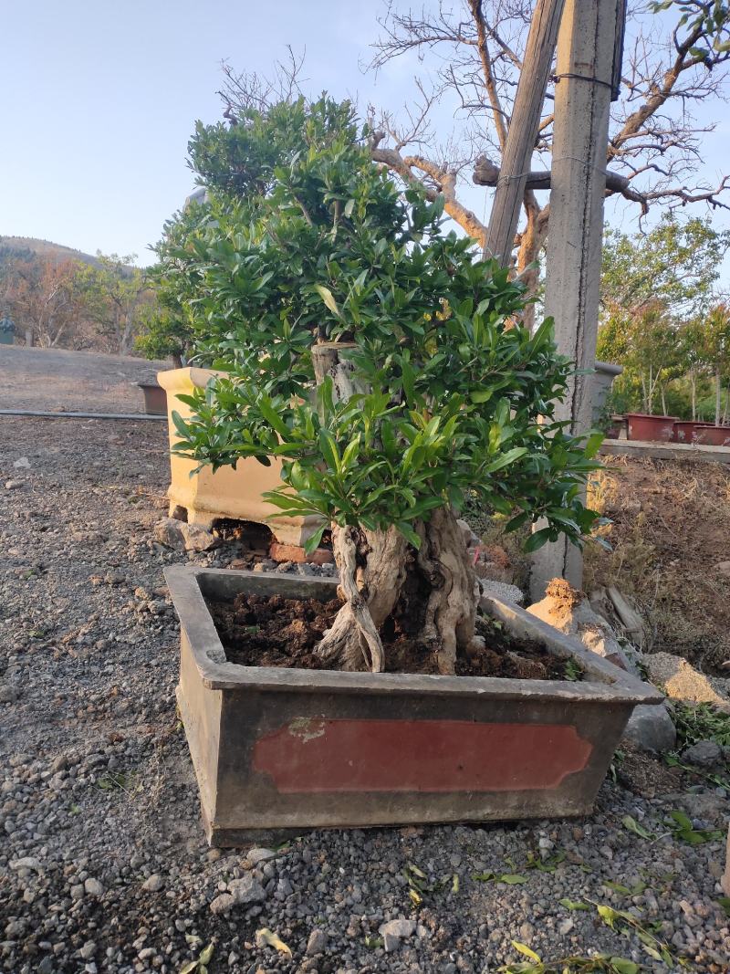 石榴景观树