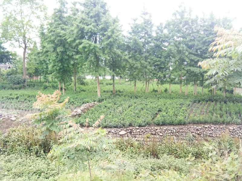 冬青树苗（大批量现货供应）