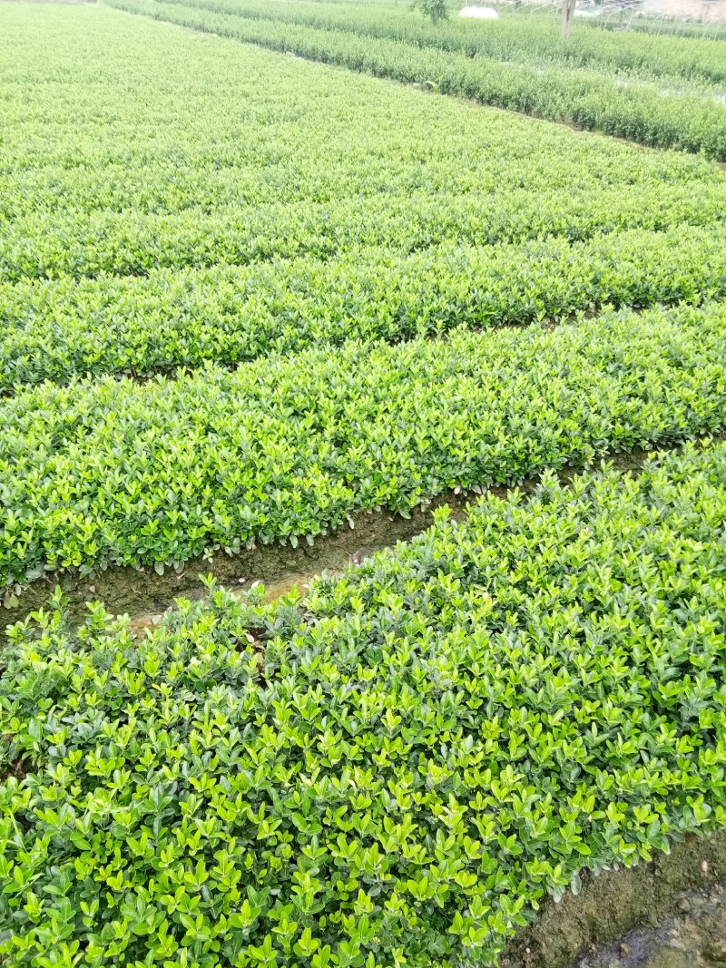 冬青树苗（大批量现货供应）