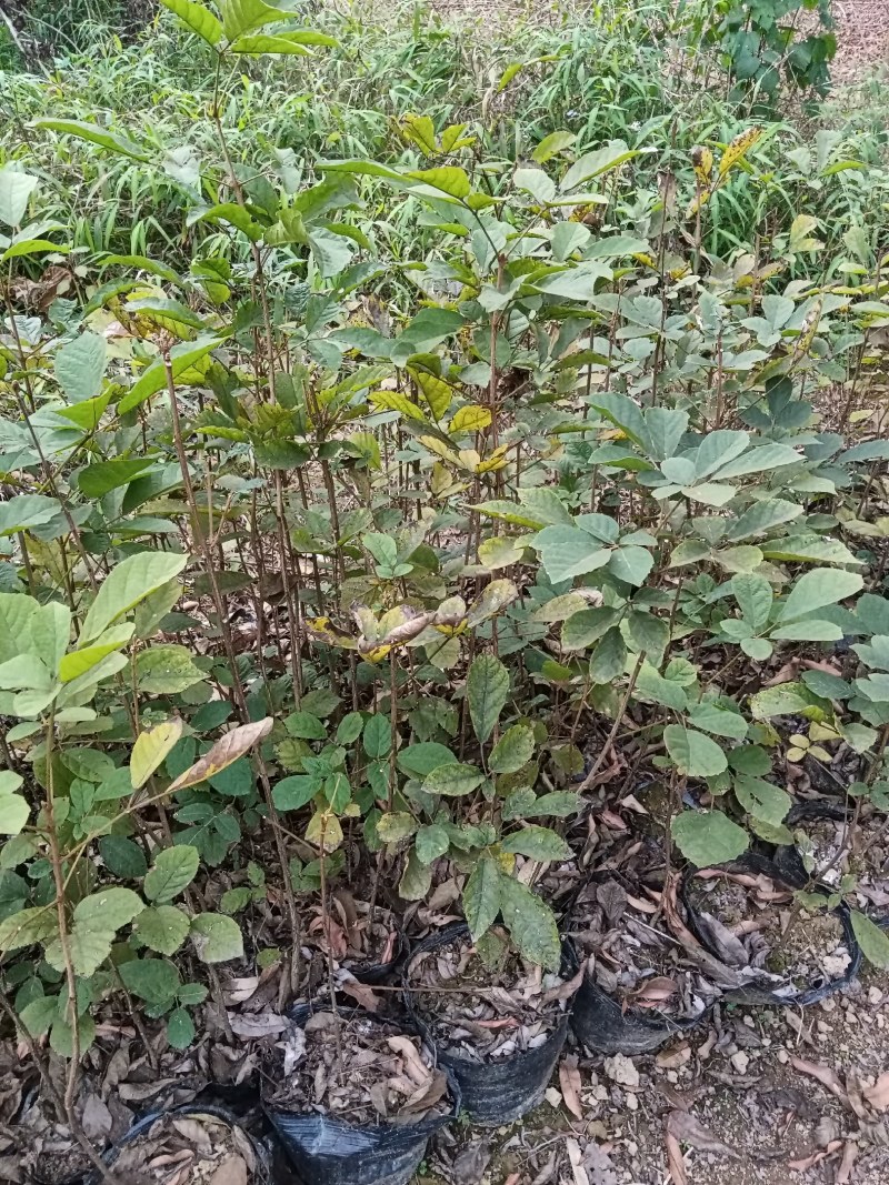 大量出售多花黄花风铃苗，欢迎各位老板传来求购。