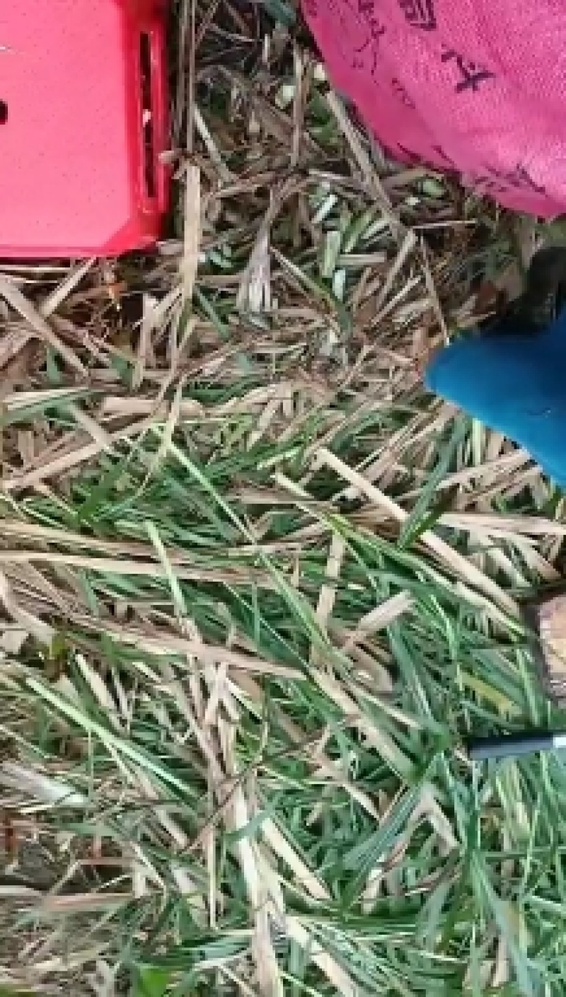 新型皇竹草。。新型皇竹草，，新型皇竹草，，，，