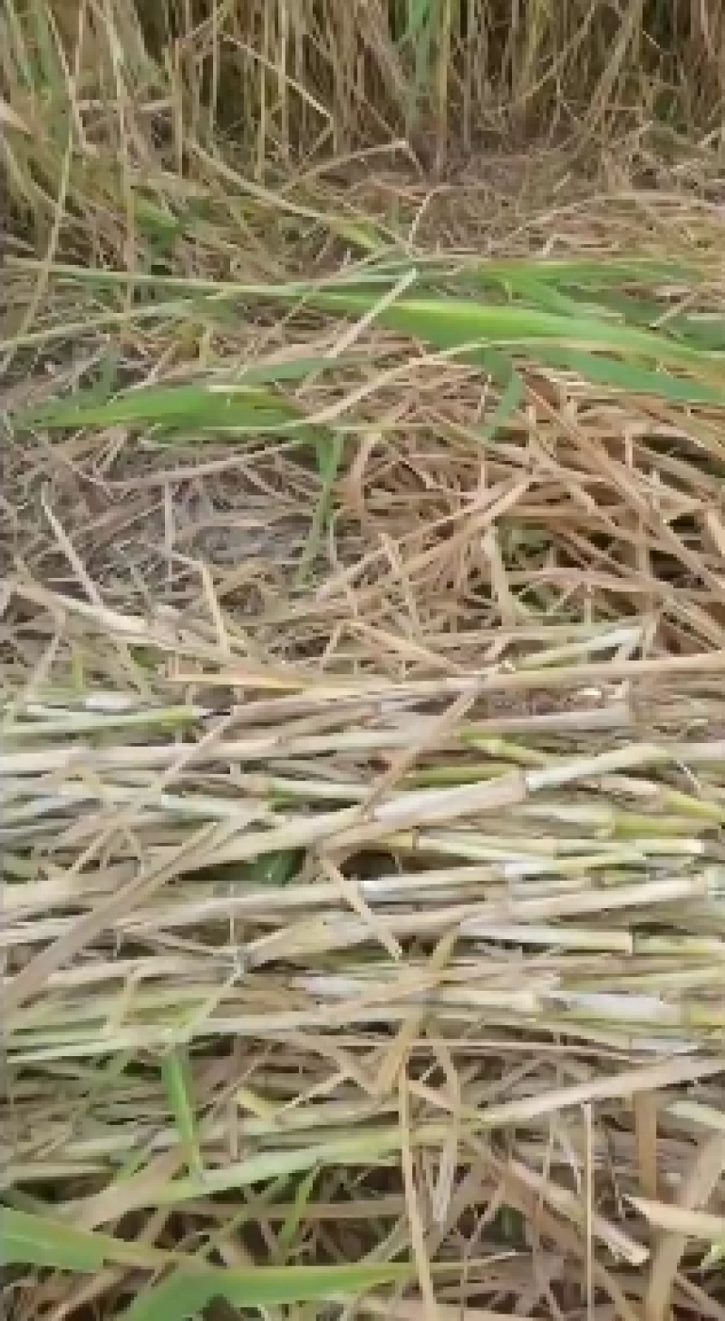 新型皇竹草。。新型皇竹草，，新型皇竹草，，，，