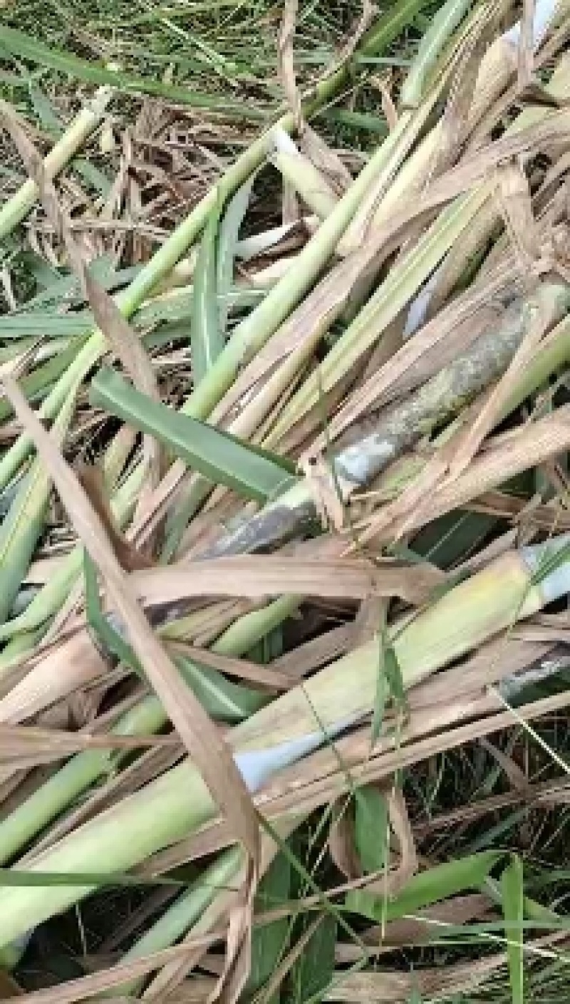 新型皇竹草。。新型皇竹草，，新型皇竹草，，，，