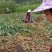 新型皇竹草。。新型皇竹草，，新型皇竹草，，，，