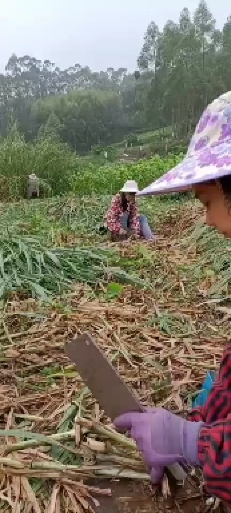新型皇竹草。。新型皇竹草，，新型皇竹草，，，，