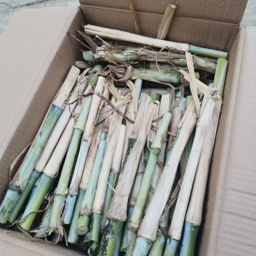 新型皇竹草。。新型皇竹草，，新型皇竹草，，，，