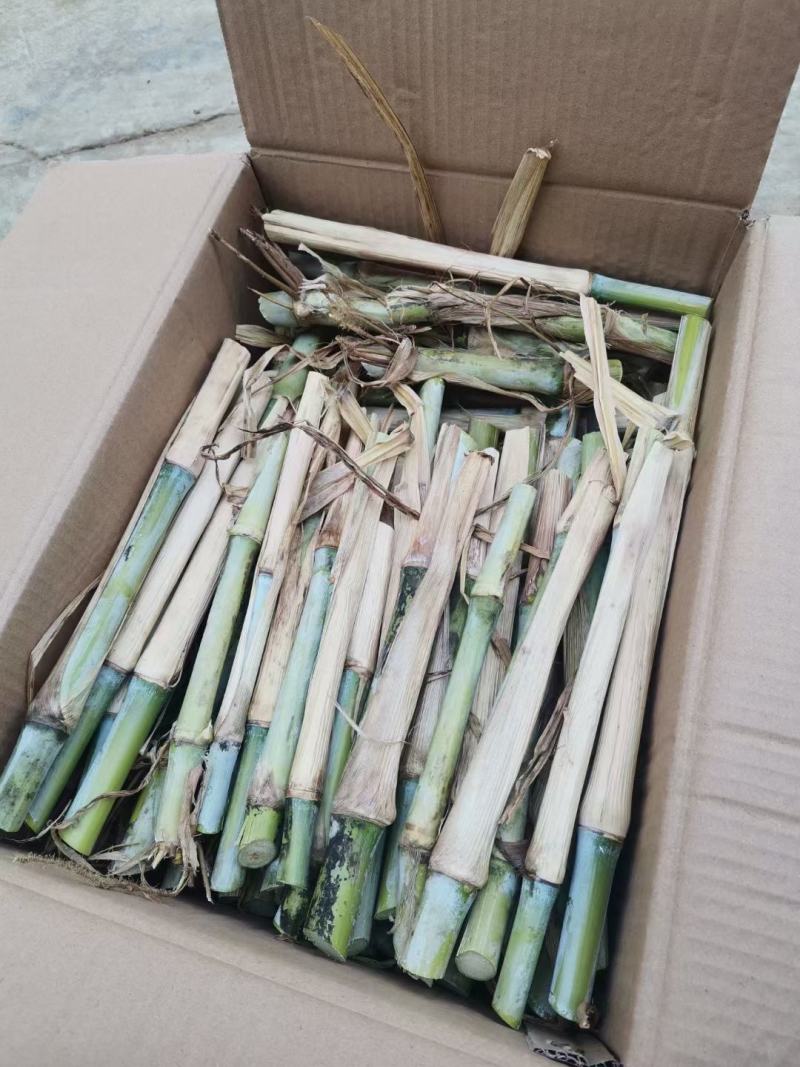 新型皇竹草。。新型皇竹草，，新型皇竹草，，，，