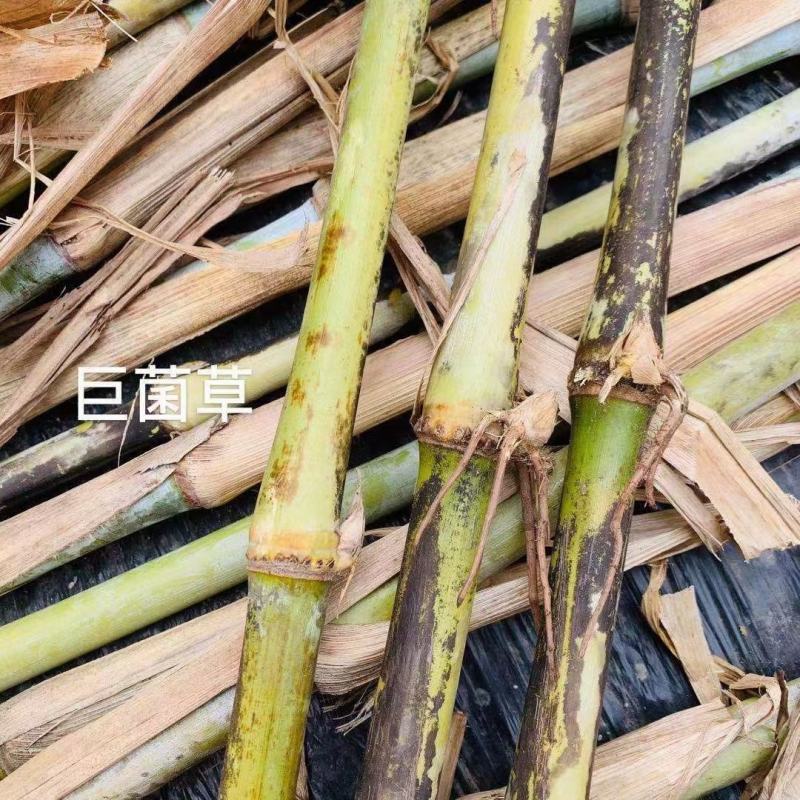 新型皇竹草。。新型皇竹草，，新型皇竹草，，，，