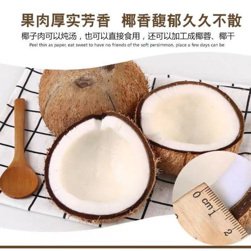 【一件代发】海南新鲜椰子老椰子特产水果毛椰椰青水椰肉椰皇