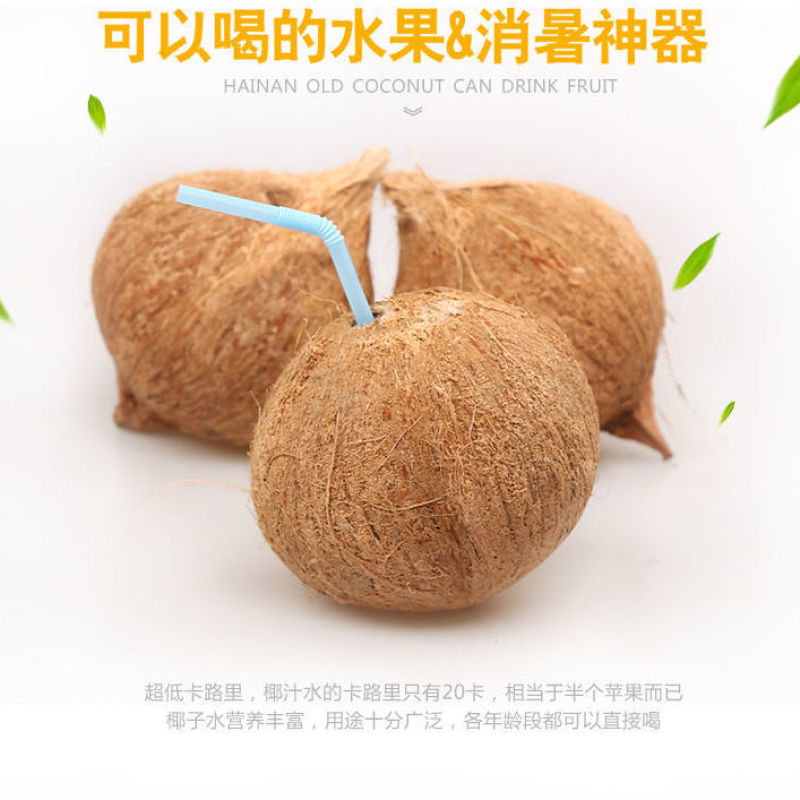 【一件代发】海南新鲜椰子老椰子特产水果毛椰椰青水椰肉椰皇