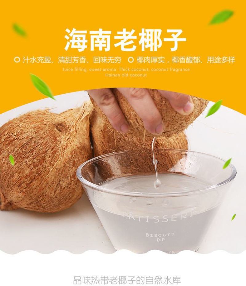 【一件代发】海南新鲜椰子老椰子特产水果毛椰椰青水椰肉椰皇