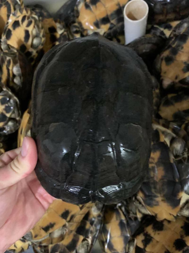 老掉牙的龟，龟老身轻，不打称，带蛋种龟便宜卖