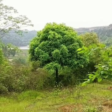 桂花树