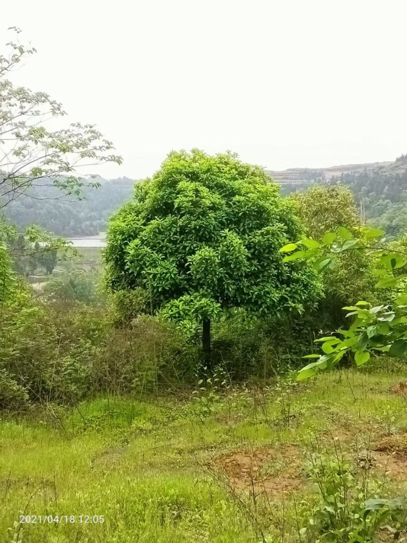 桂花树